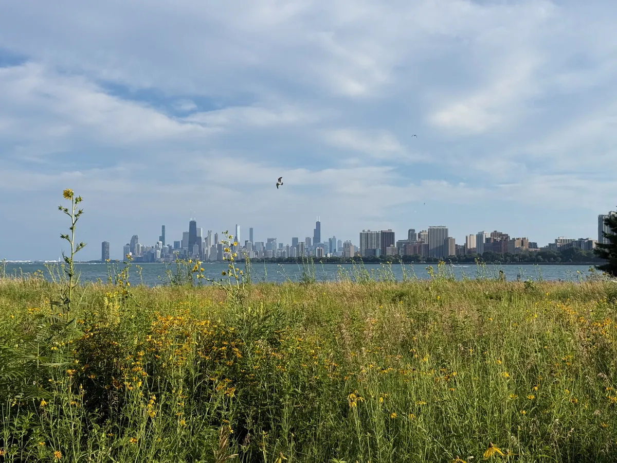 A few seagulls were enjoying the skyline view as well.
