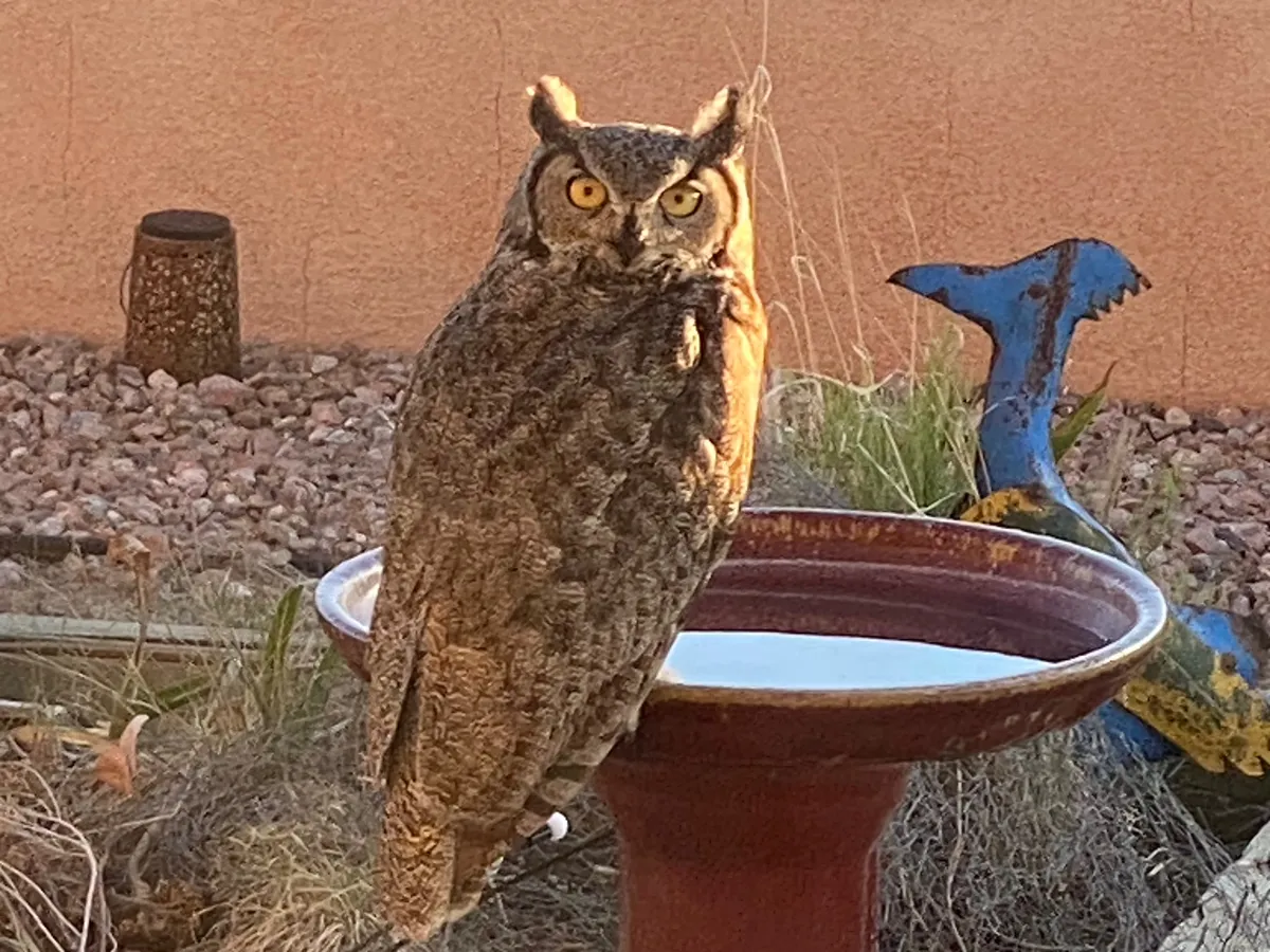 She wasn’t hunting birds, apparently, though they wisely kept their distance! Rabbits and mice weren’t so lucky.