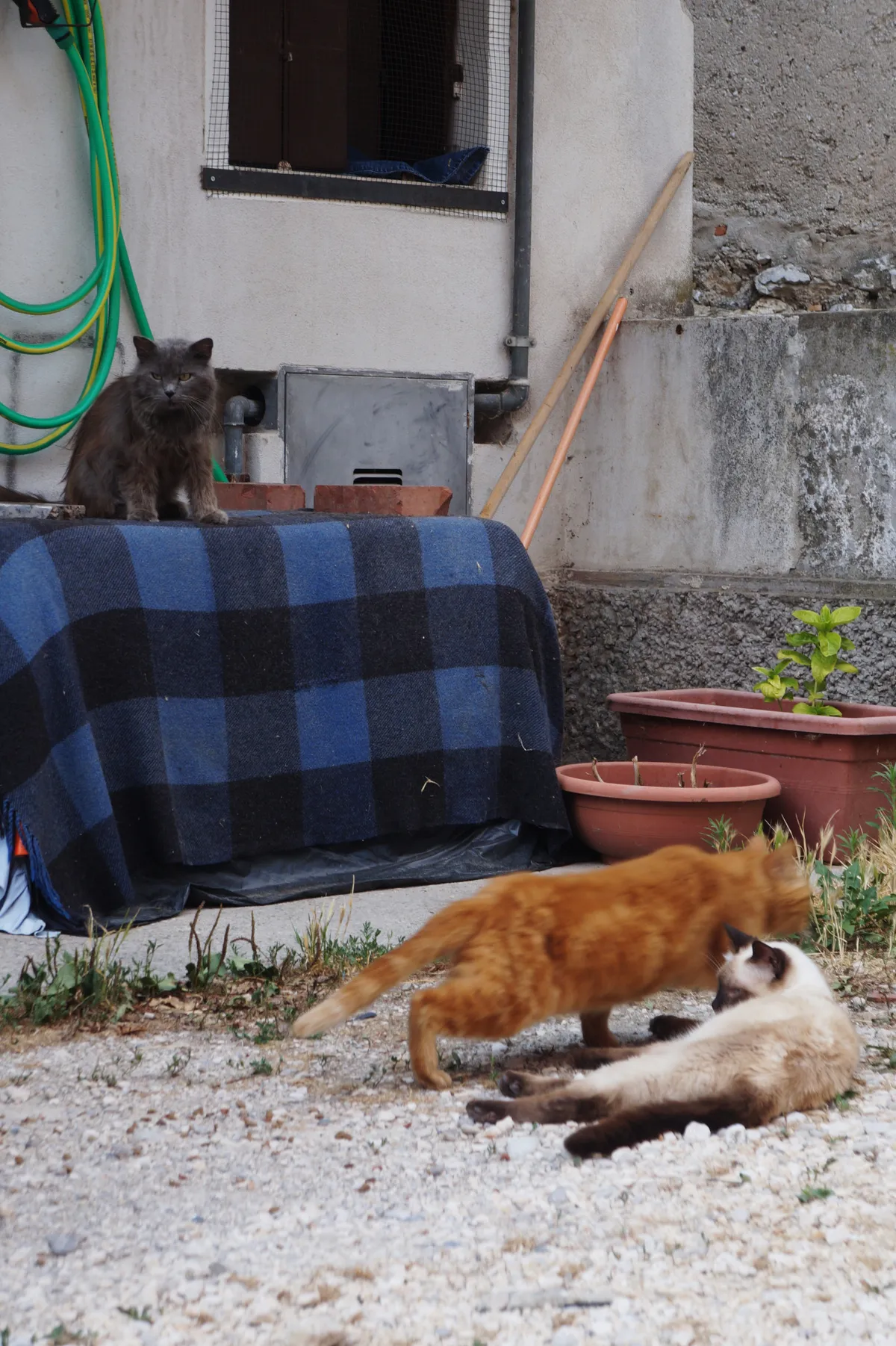 Village's cats