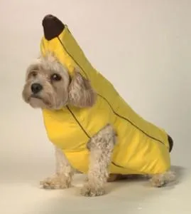 582554_413353198717637_1698279355_n