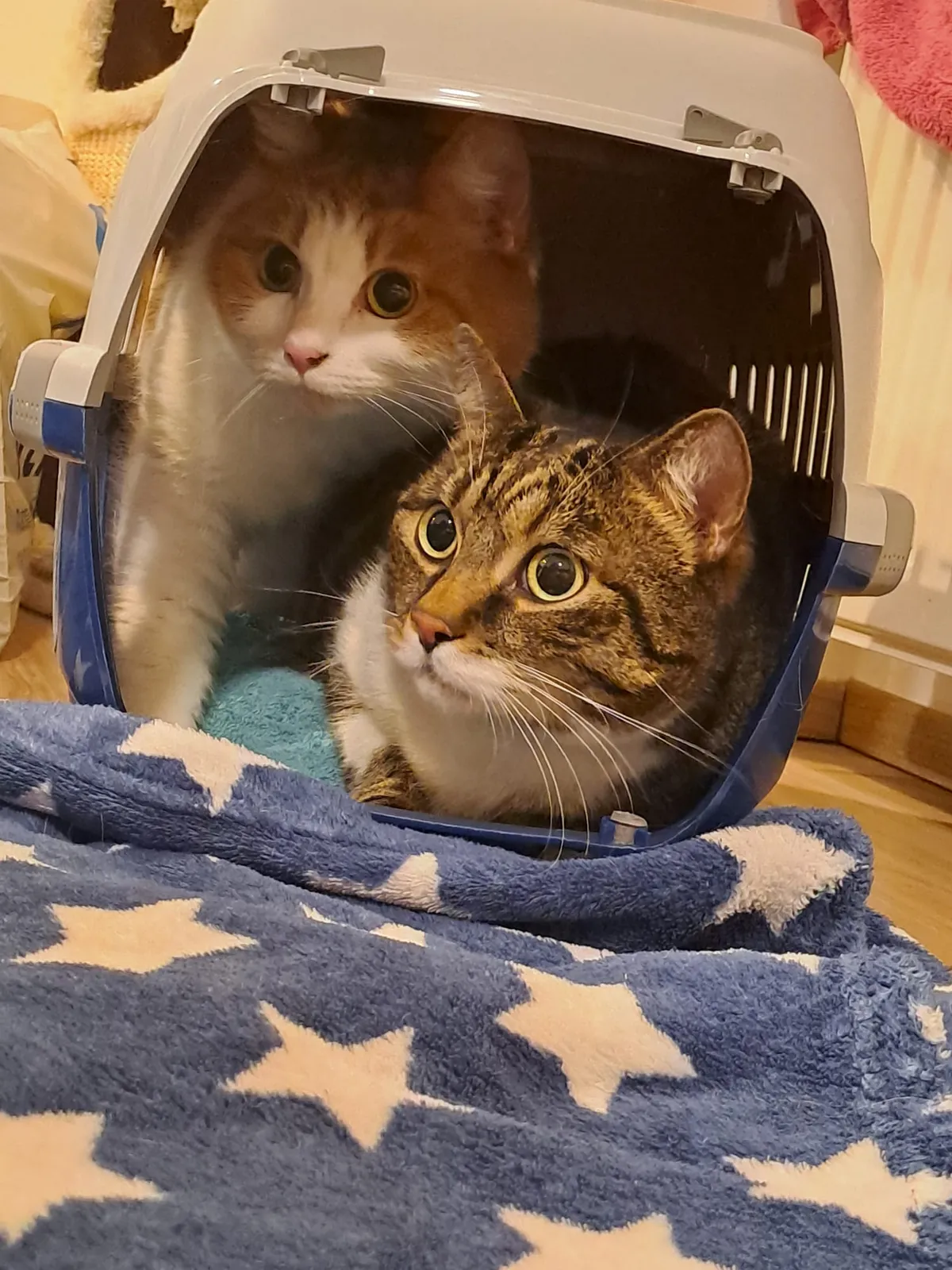 simon a pepinka v přenosce