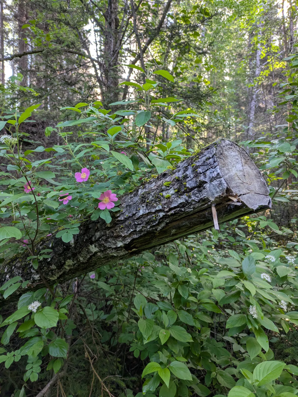 PXL_20260620_140224851