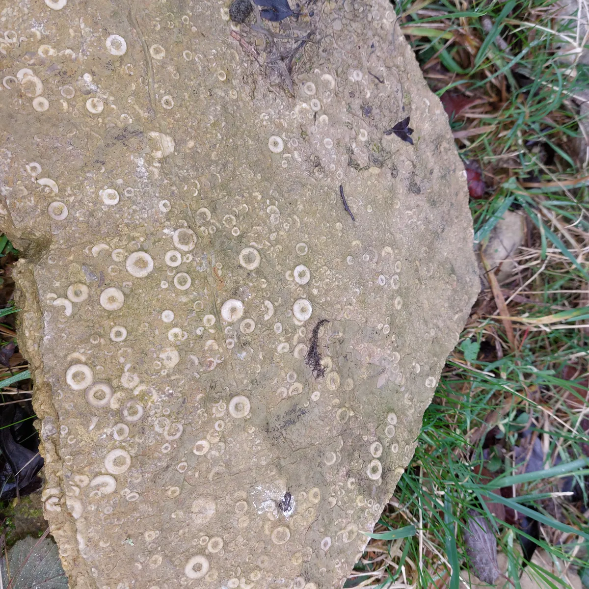 Crinoid Fossils on a fossilised reef Crinoid fossils