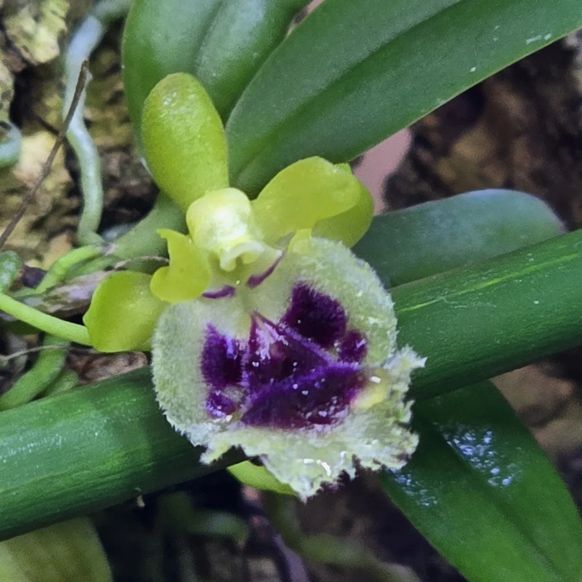 Haraella retrocalla