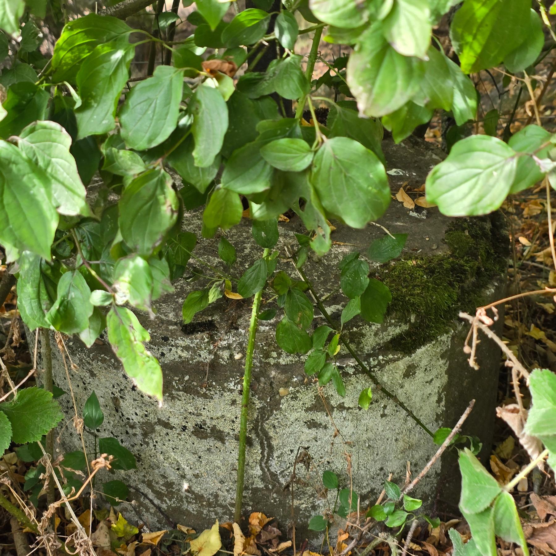 Anti tank bollard nr Teme valley Teme Anti tank
