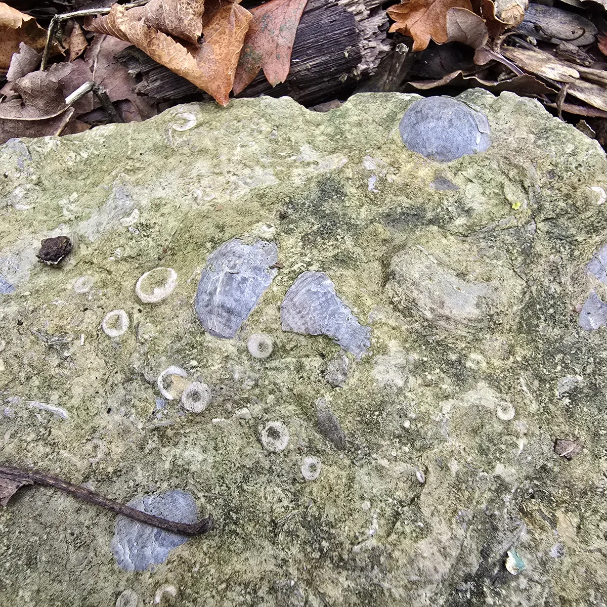 Crinoid and Shell Fossils on a fossilised reef Shell and crinoid fossils