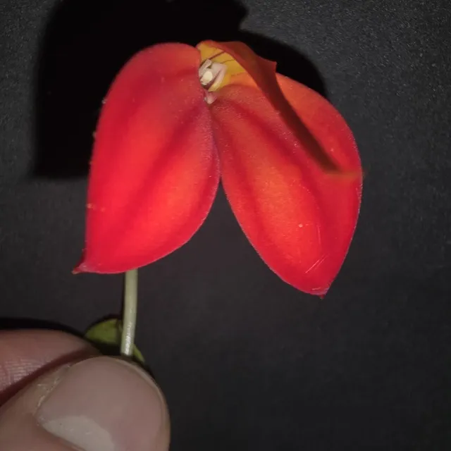 Masdevallia