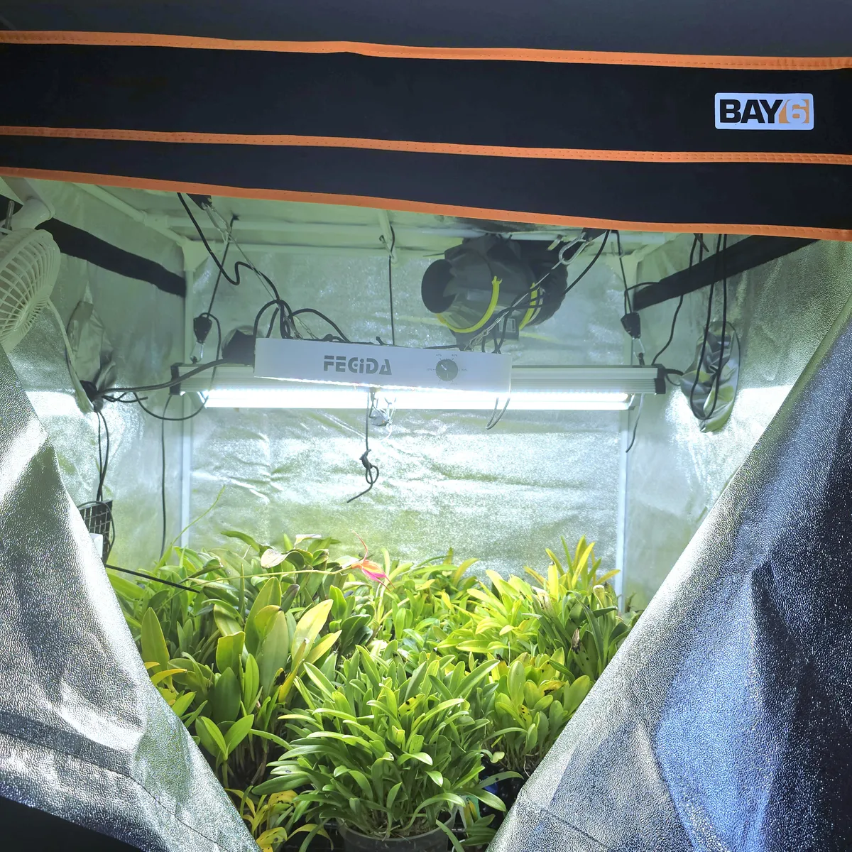 My orchid grow tent
