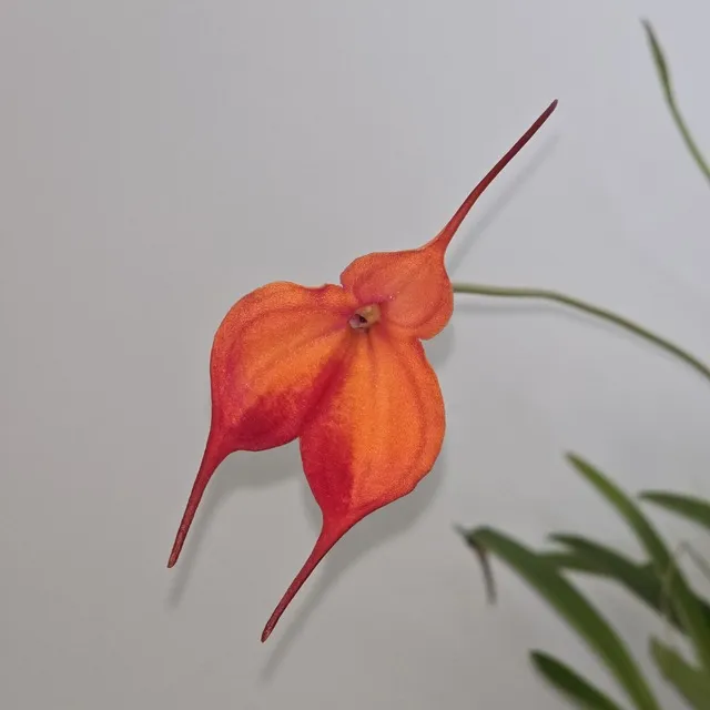 Masdevallia