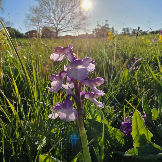 Green winged orchid