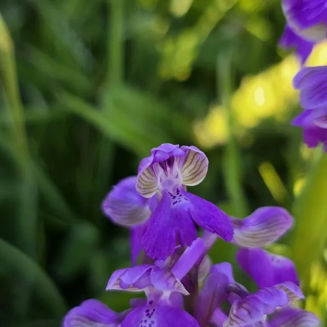 Green winged orchid