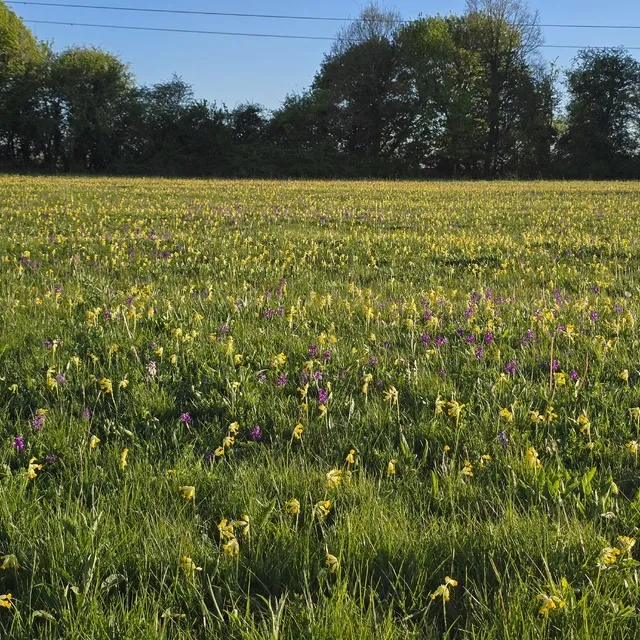 Green winged orchid meadow