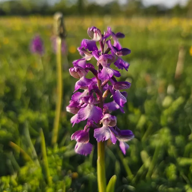Green winged orchid