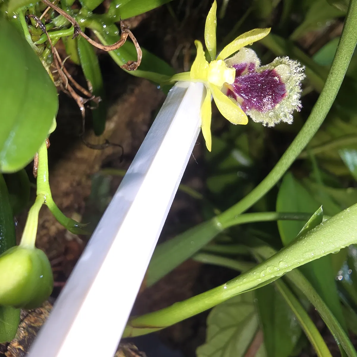 Haraella retrocalla
