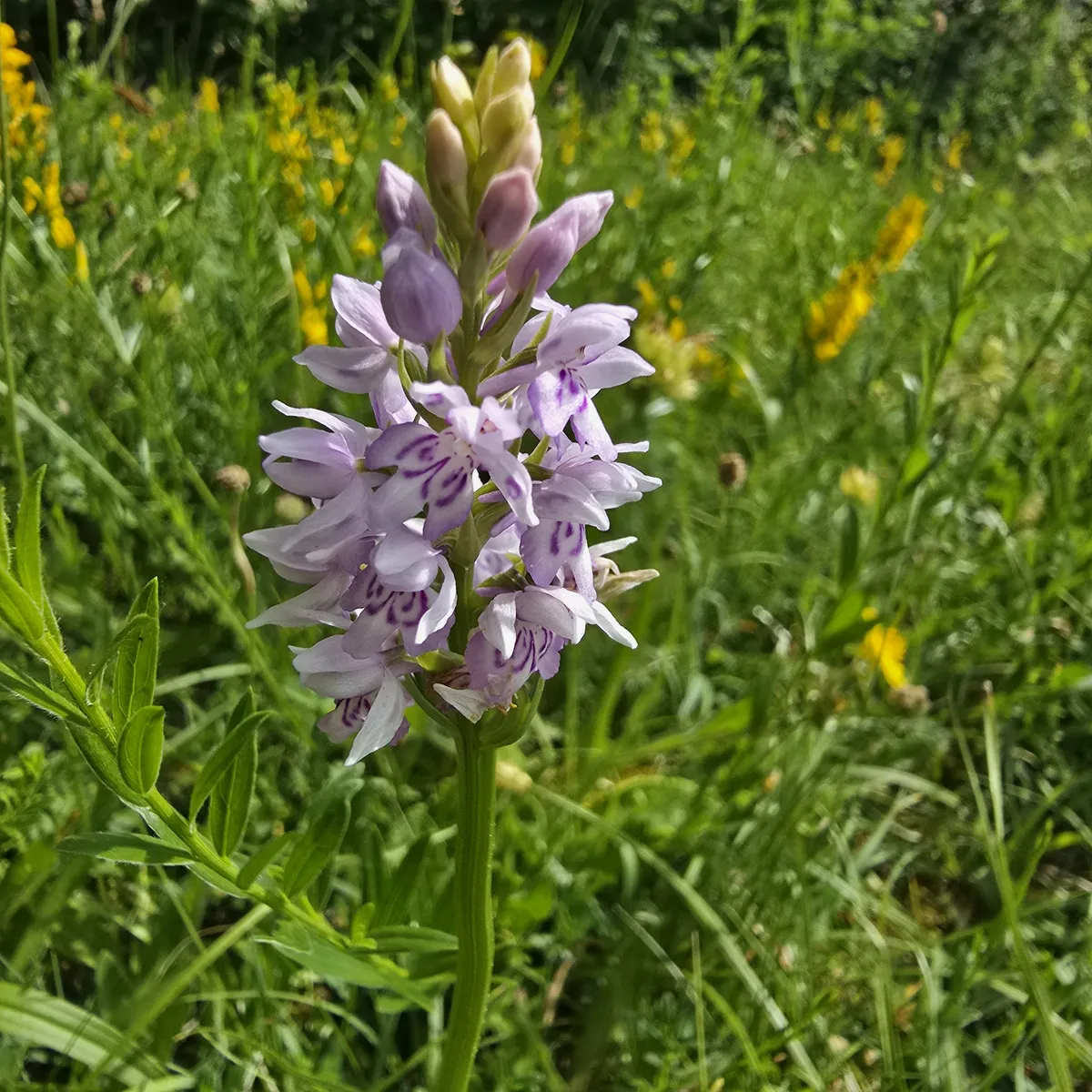 Common spotted
