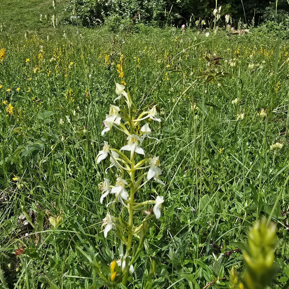 Butterfly orchid