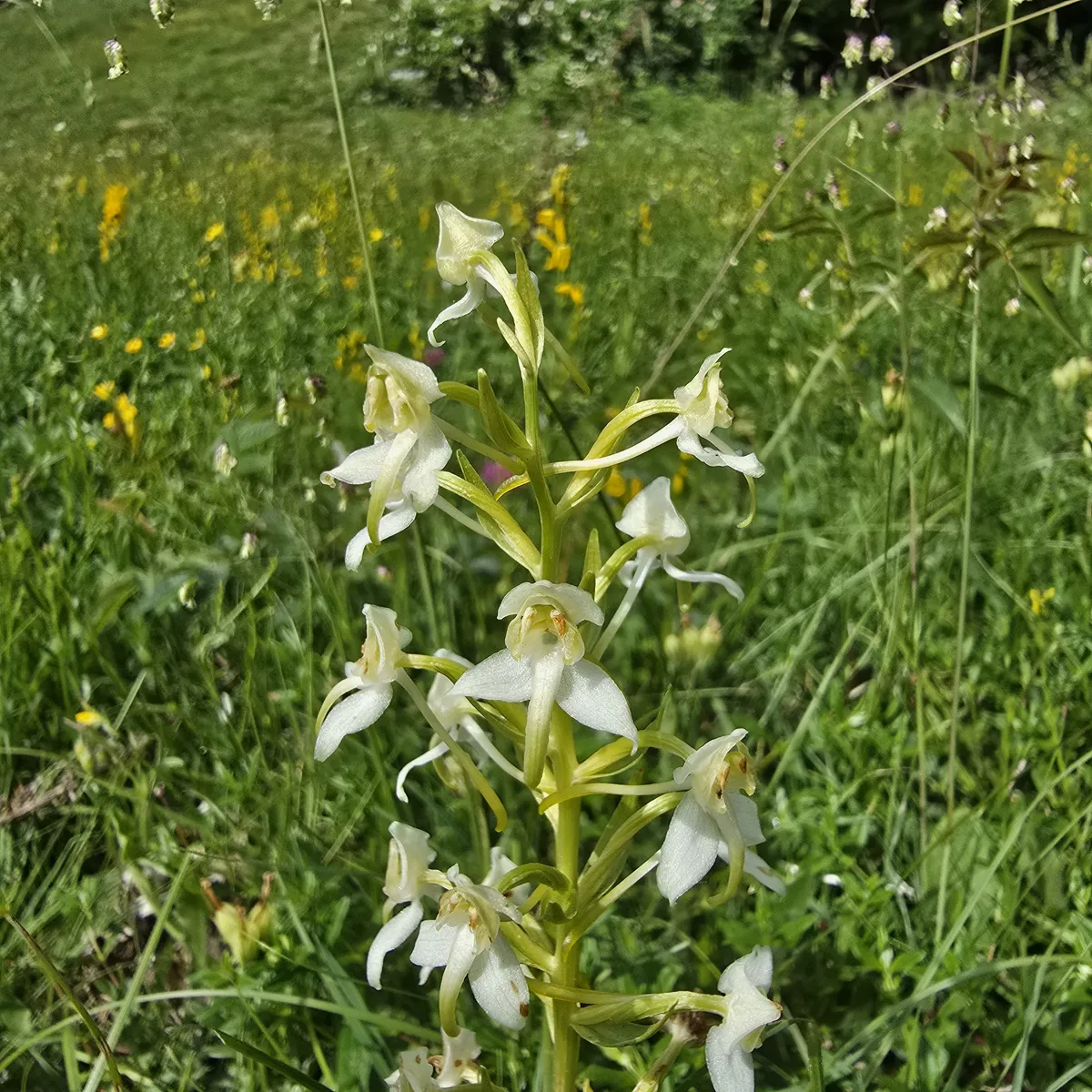 Butterfly orchid