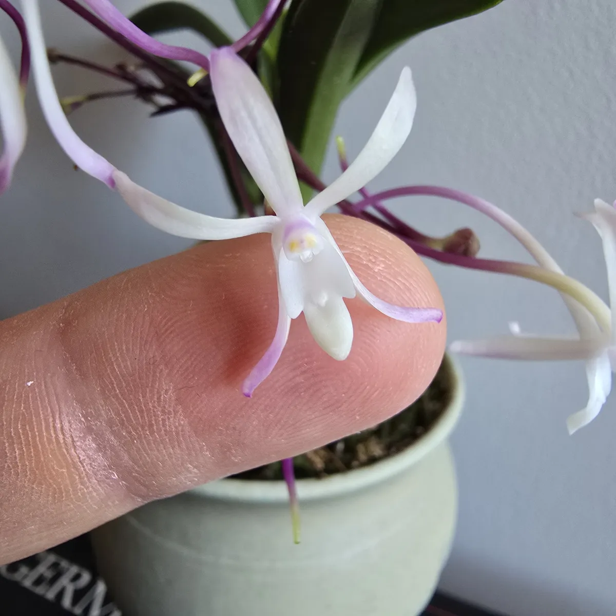 Neofinetia standard