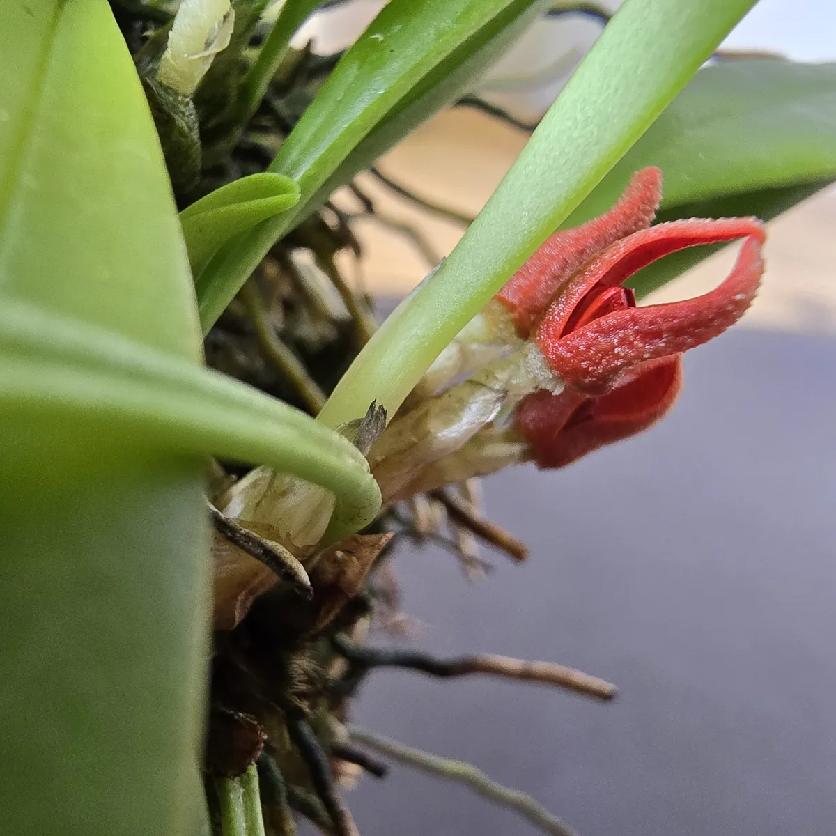 Pleurothallis tribuloides