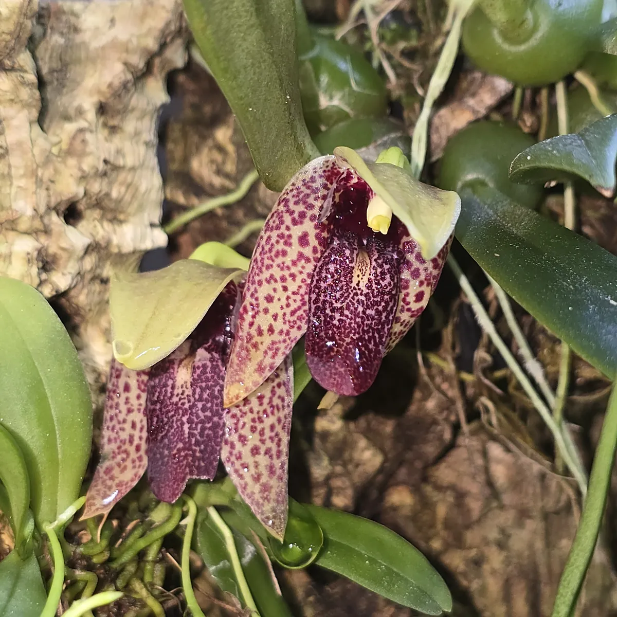 Bulbophyllum disciflorum