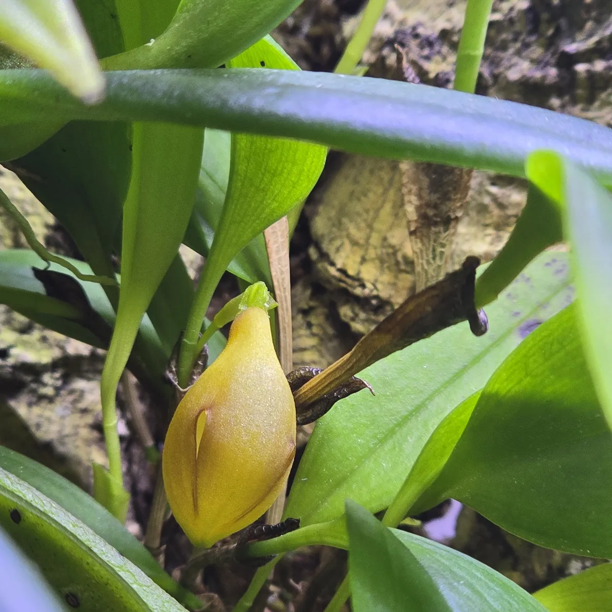 Zootrophion alvaroi