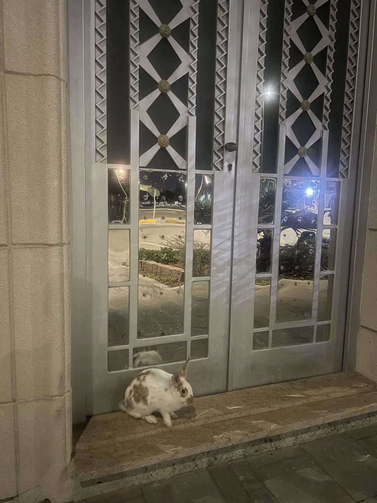 Rabbit standing in front of a reflective glass door