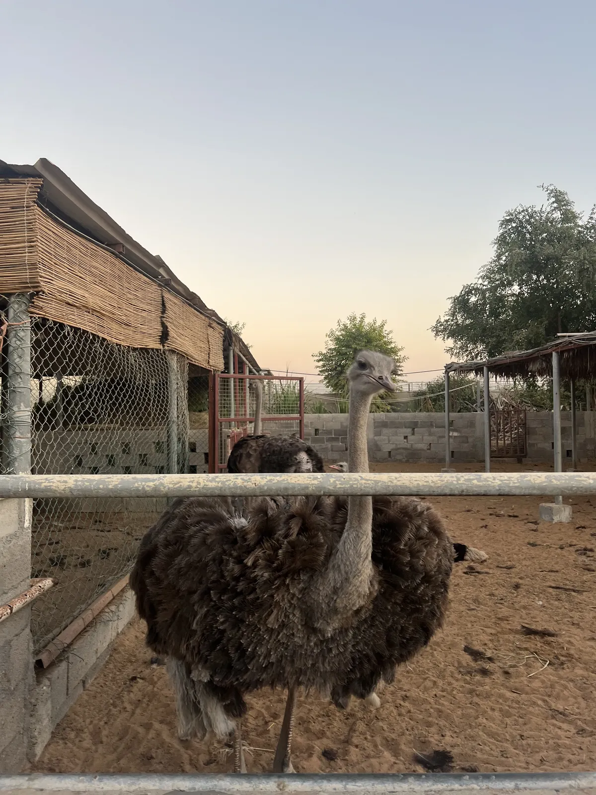 Ostrich looking directly at the camera