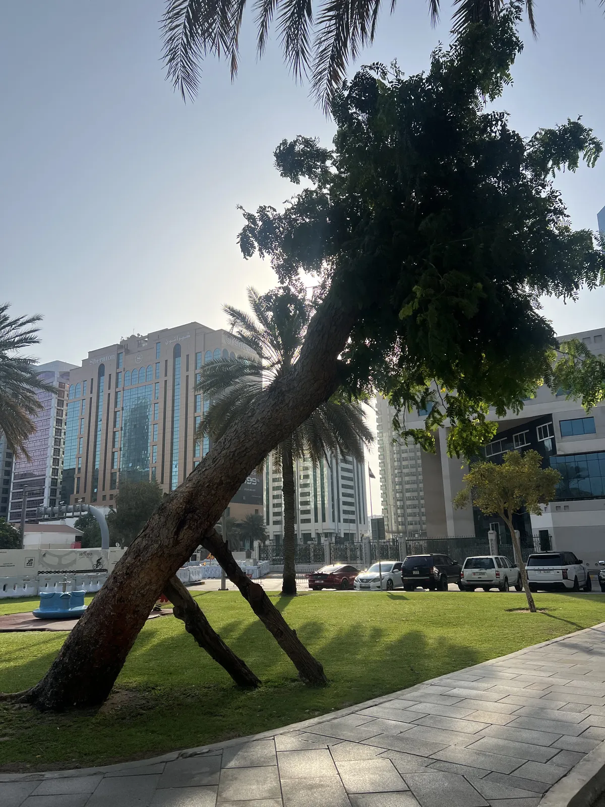 Tree being held up from collapse by two pieces of wood