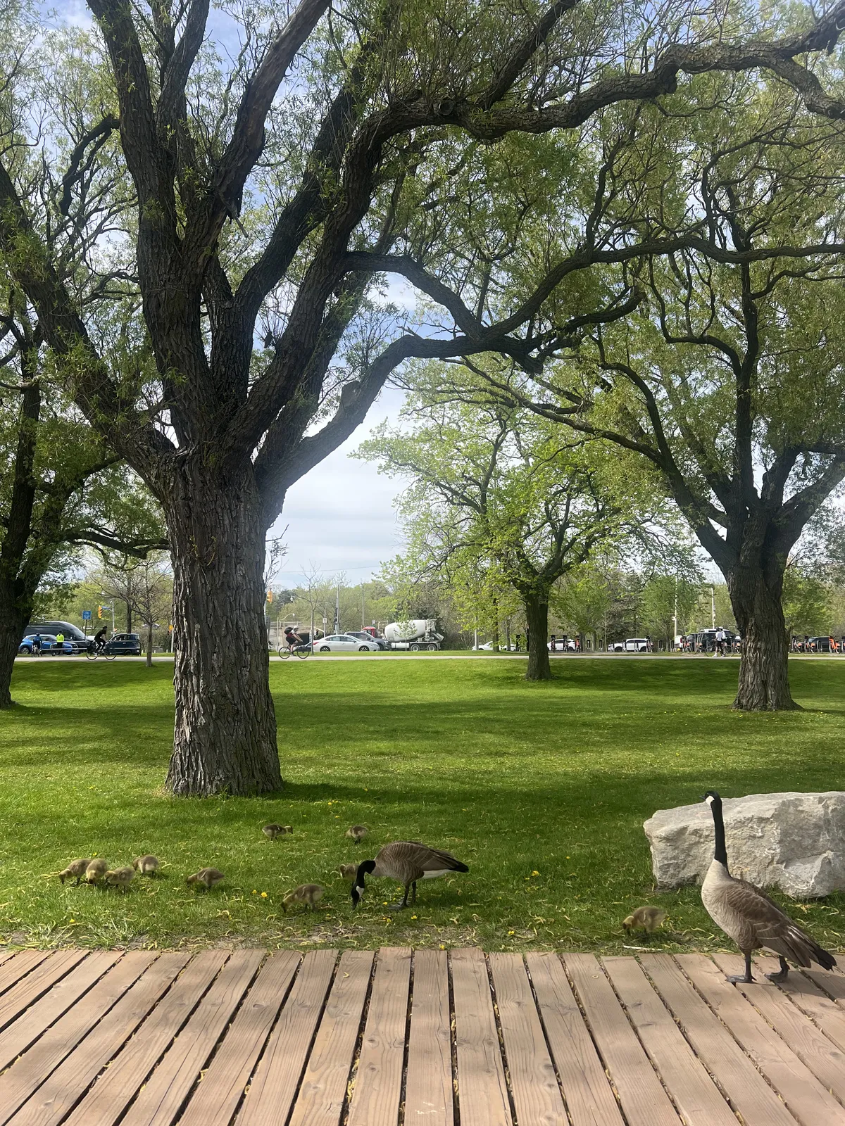 Two Canada geese parenting their young
