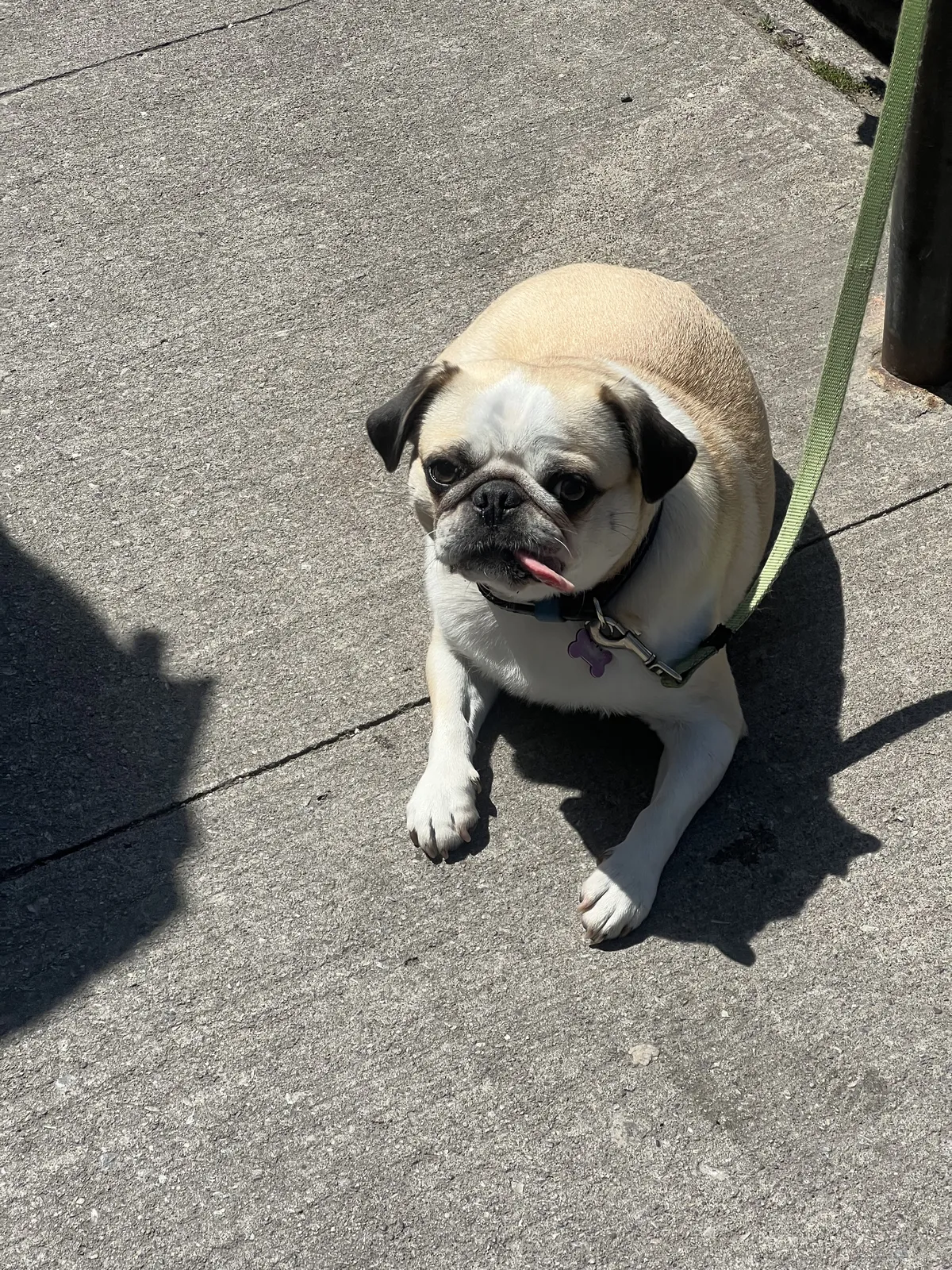 Silly fat pug sticking its tongue out