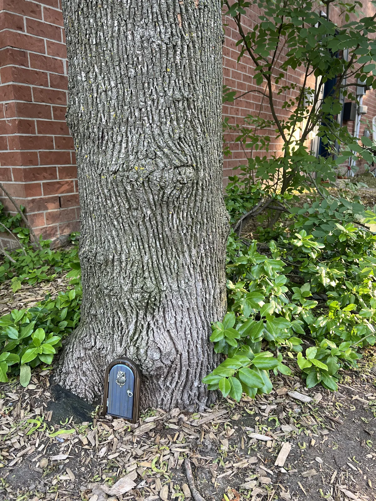 Big tree with tiny door