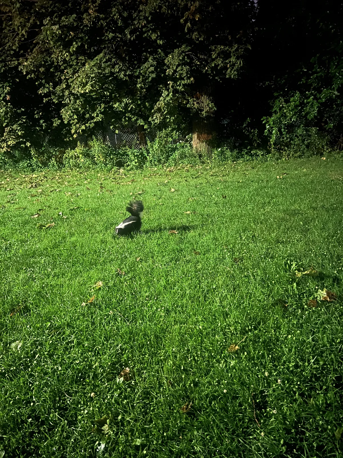 Skunk having a little sniff