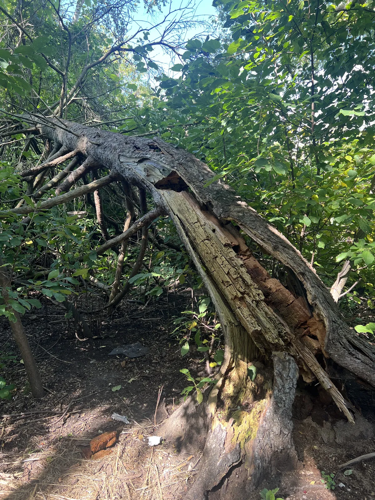 Dead tree