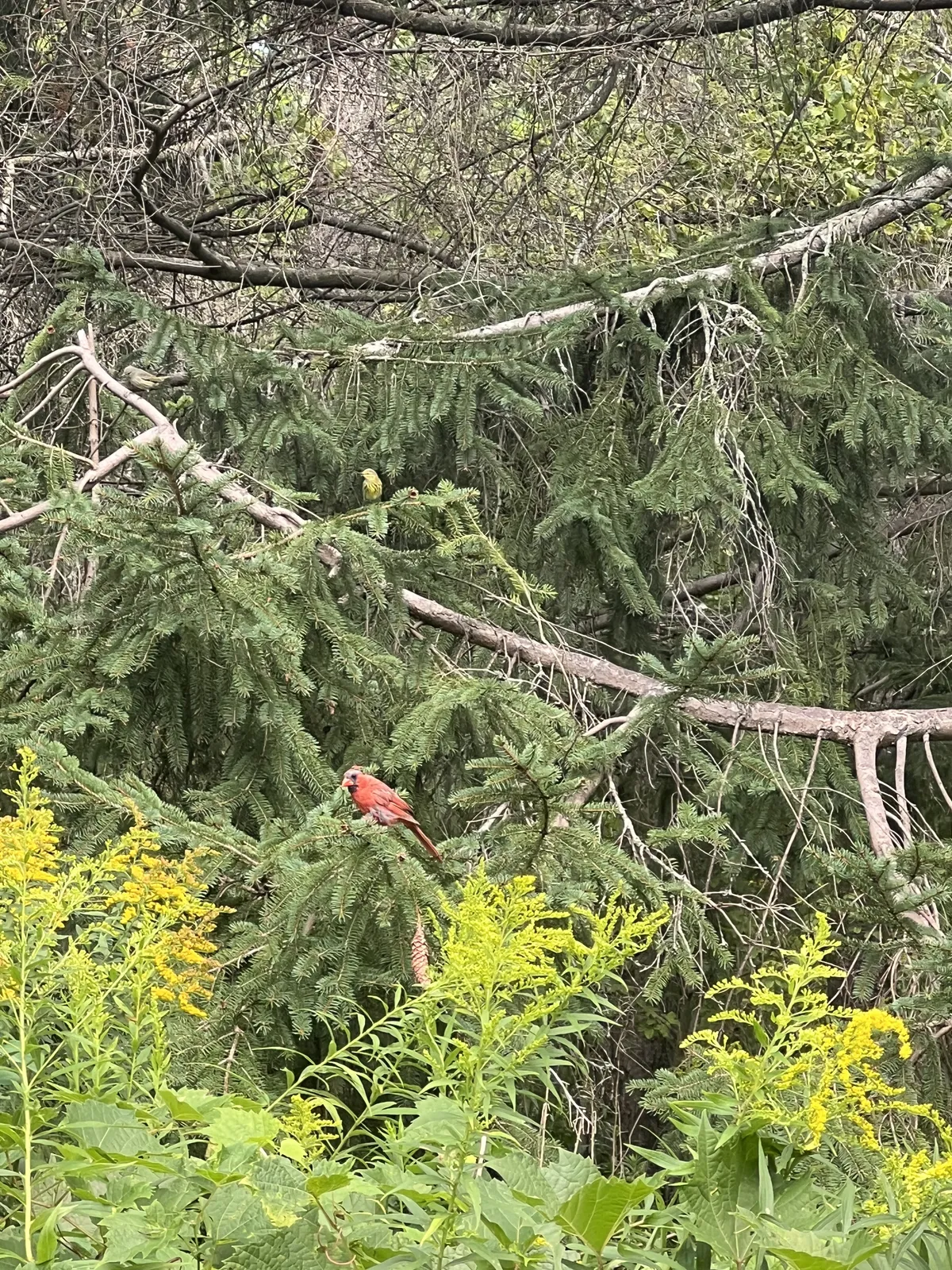 A photogenic Northern Cardinal