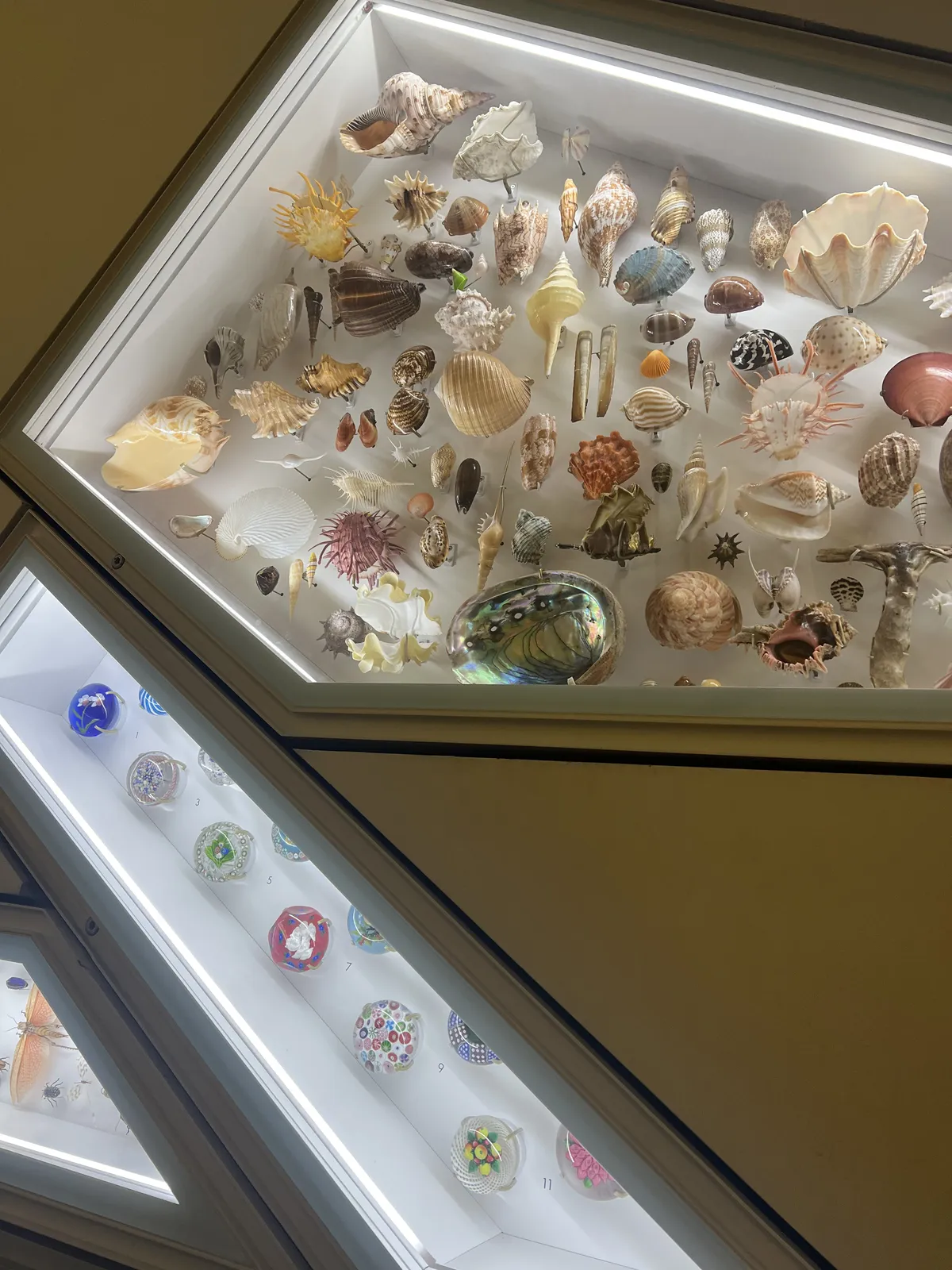 Gorgeous seashell collection display at the Royal Ontario Museum