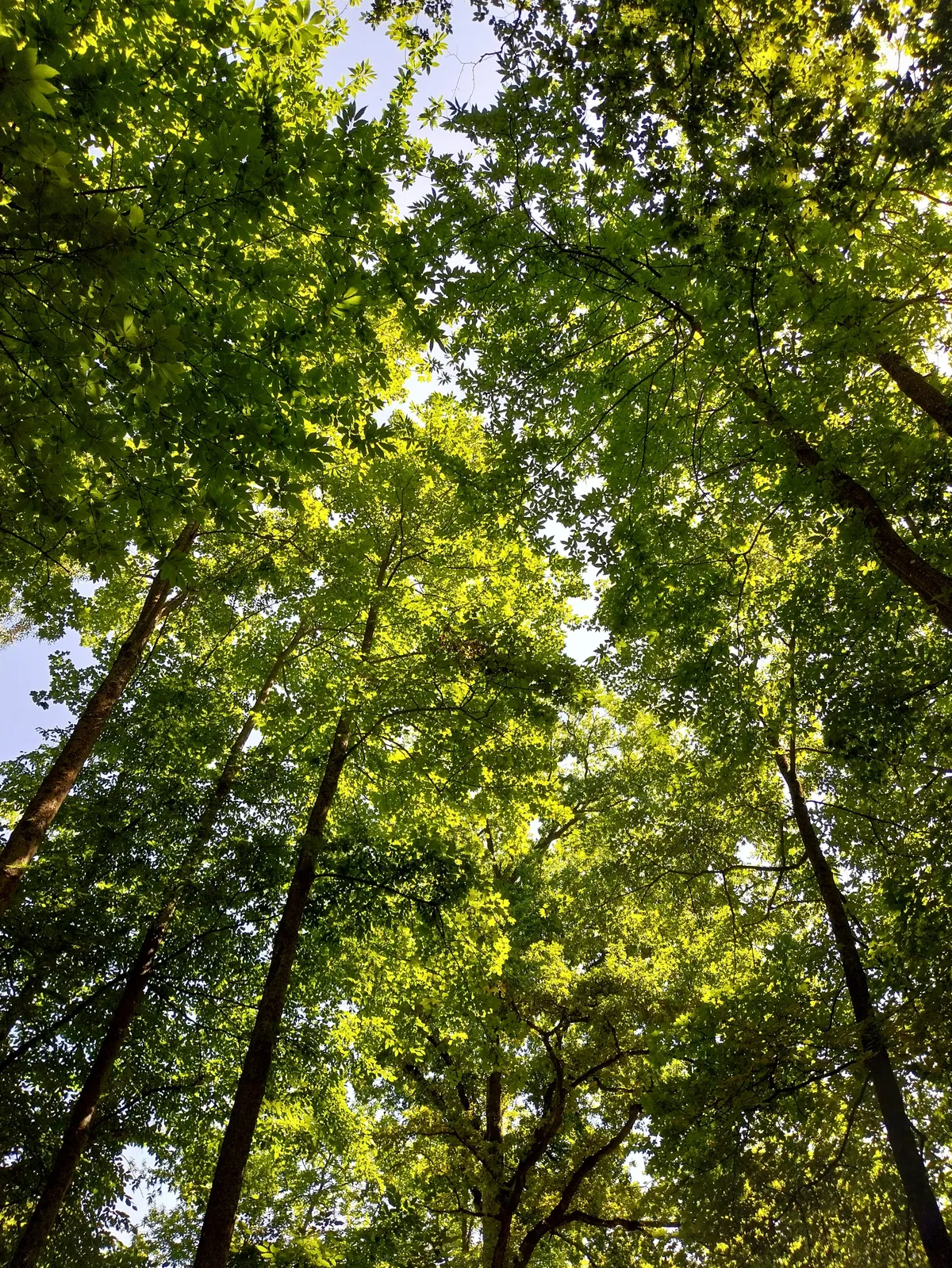 2d335f0a8a7a113b