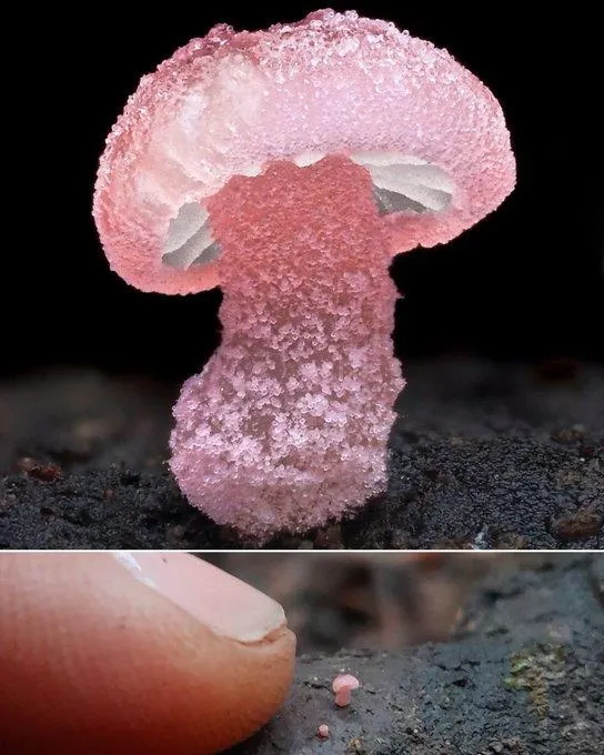 candy