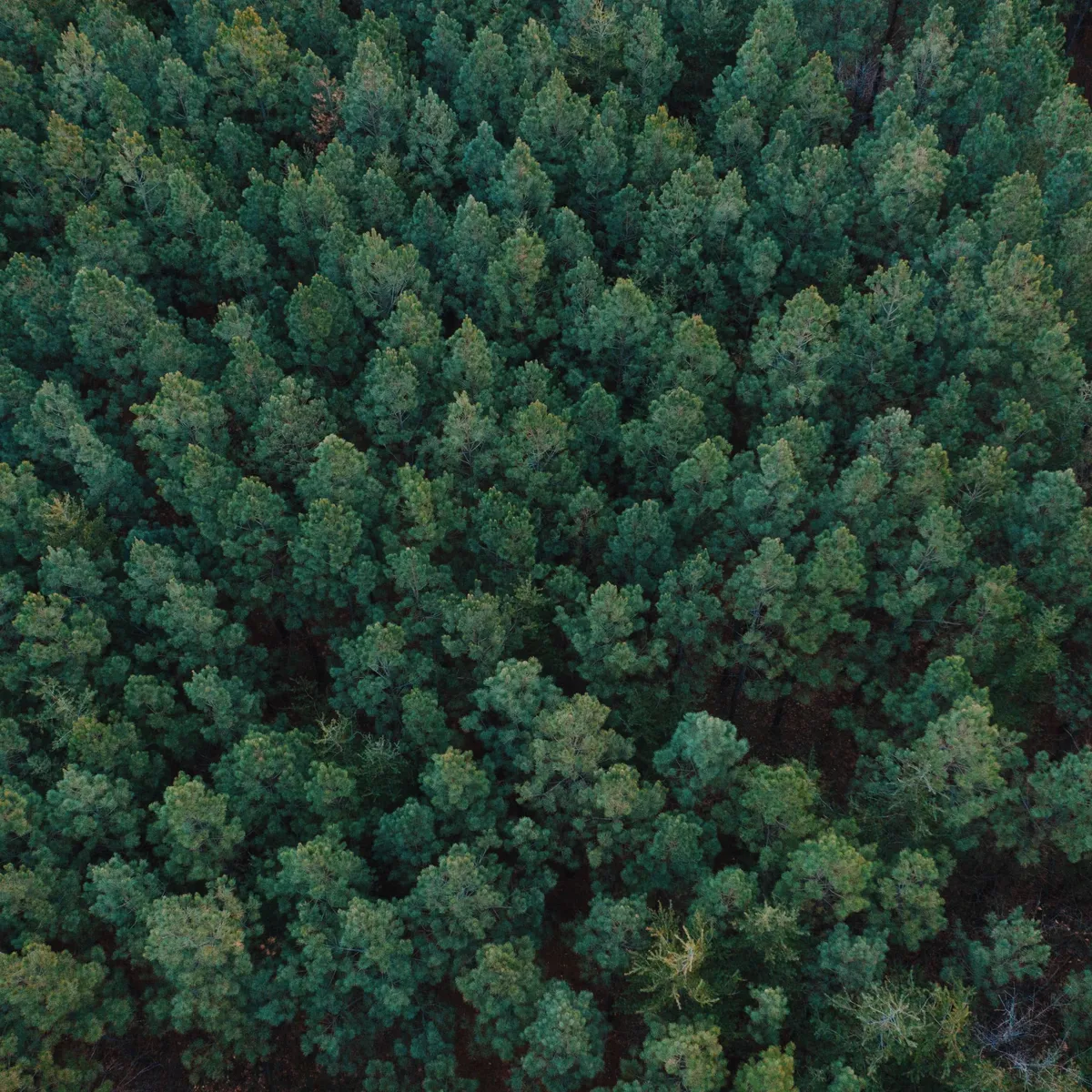 trees