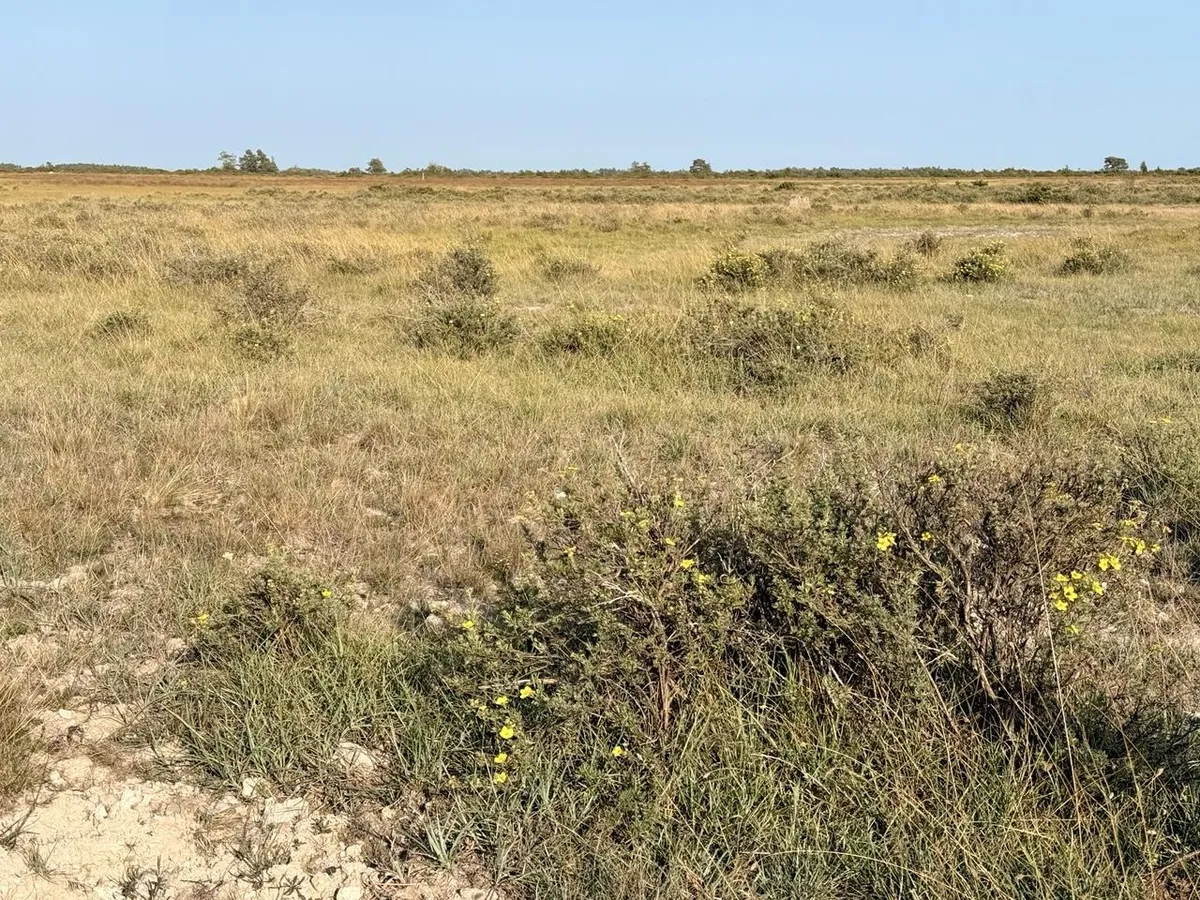field