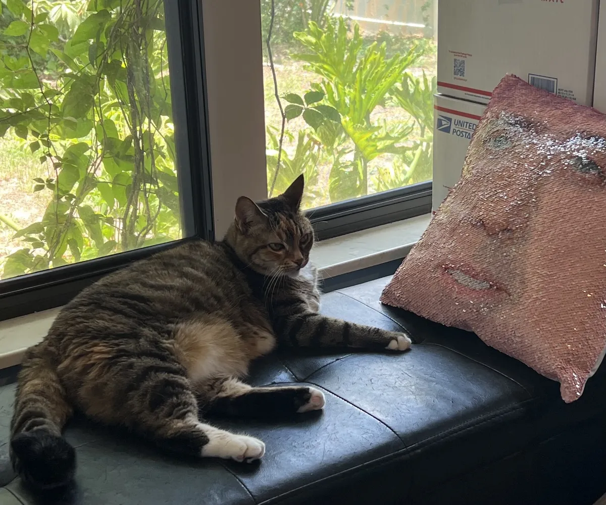 Kovu at window nicholas cage pillow