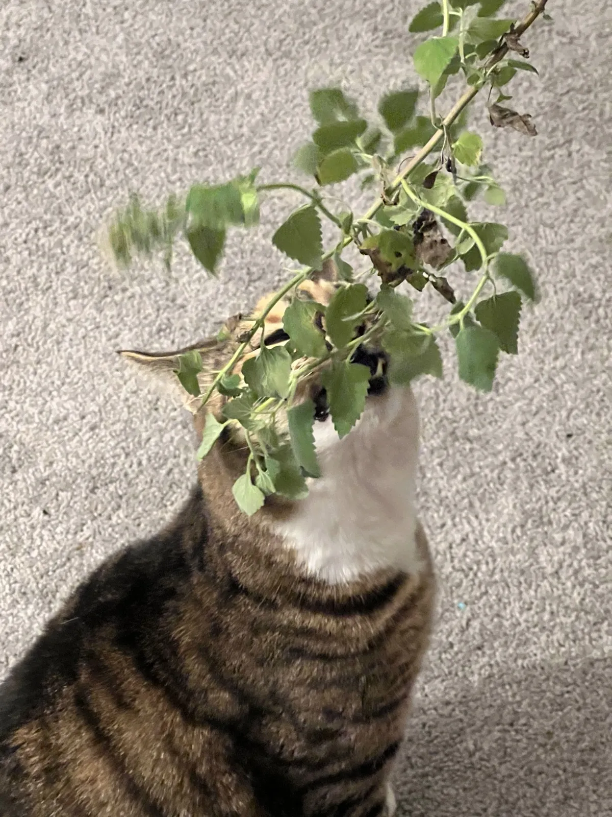 Kovu catnip chomp