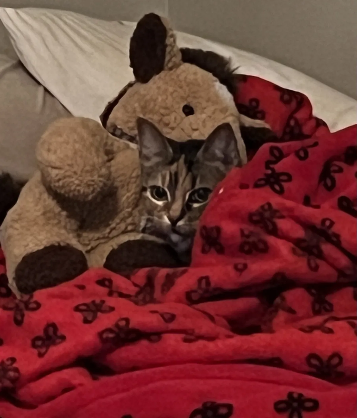Kovu with blanket and stuffed horse